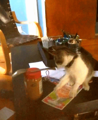 занять кота на 3 часа.