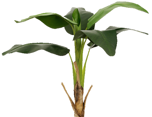 blume 9