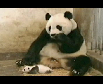 Chikhayuschiy_Panda_480_1