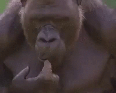 gorilla