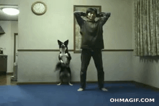 gif-gif-sobaka-prisedaka-udalyonnoe-794804