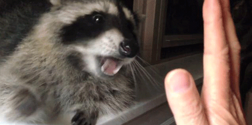 -еноты-живность-побояню-1190909[1]