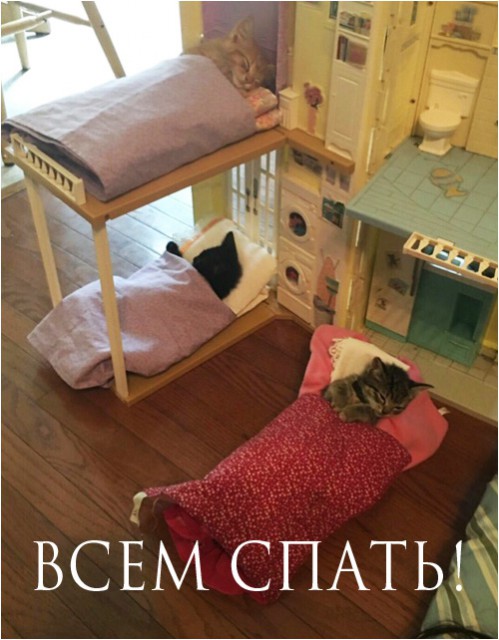 201608290005-kartinki-prikoly-mimimi-kote-son-kashamalasha-com