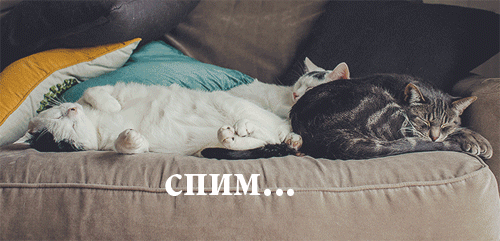 201507260023-spyat-no-shevelyatsya-kashamalasha-com