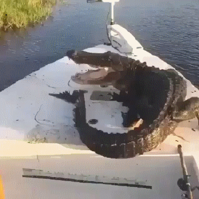 крокод