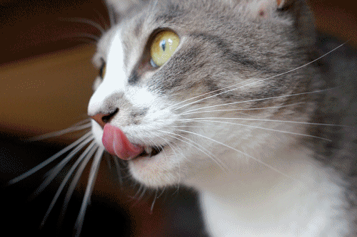 cat-gif-Favim.com-2367044