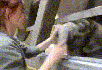 -слоник-хобот-3350069(1)