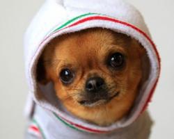 chixuaxua-580x290[1]