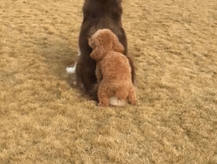 -живность-собаки-силён-однако-3360727