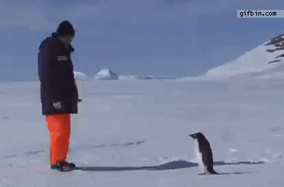 penguin_gifs_18