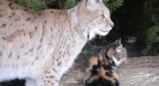 zusn4ha_-_Imgur_converted