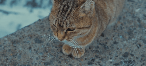 Злой кот