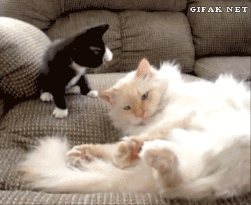 Котька довыпендривался