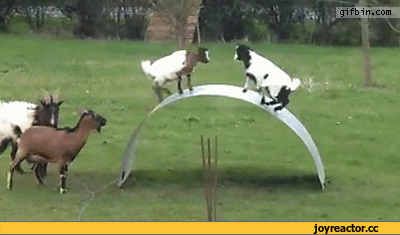 razvlekayutsya_kozly