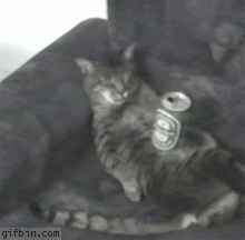 kot_i_pivo