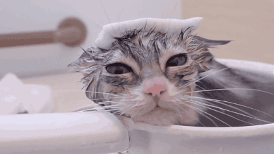 -гифок-гифки-котёнок-живность-3391404