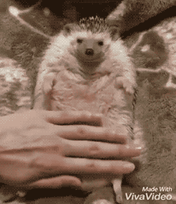 -живность-гифки-3391734