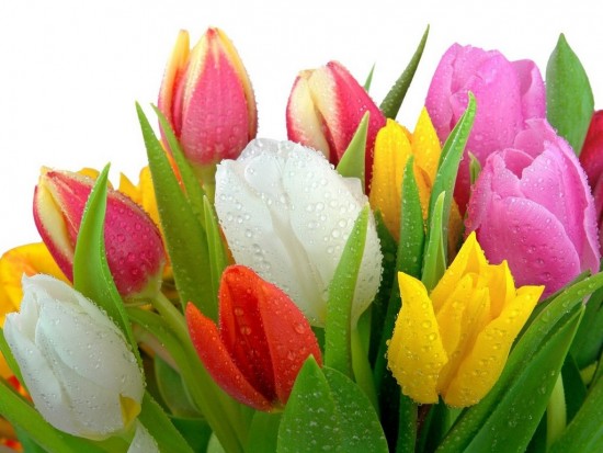 tulips-wt-1024