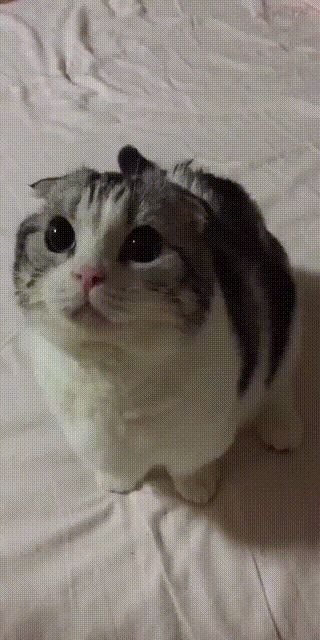 -милота-гифка-3392616