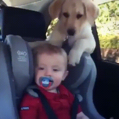 -живность-собака-3395180