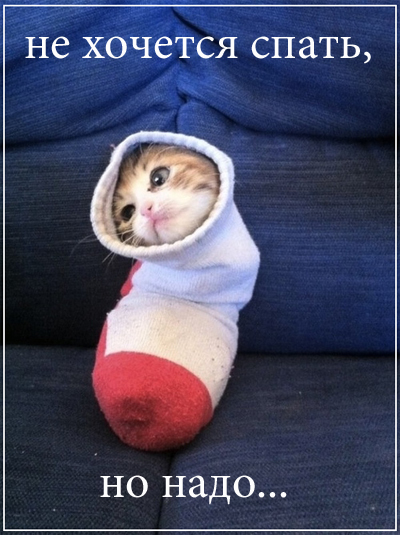 201407240054-kartinki-prikoly-mimimi-kote-noski-kashamalasha-com