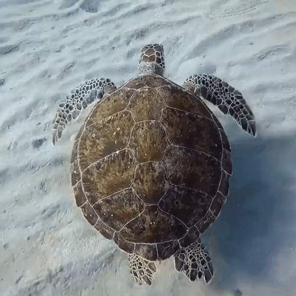 Летящая черепаха