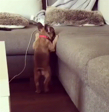 -бульдожка-упорство-3395997(1)