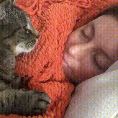 котик с дамой