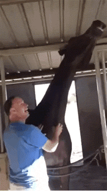 -лошадка-погладь-меня-почеши-3410779