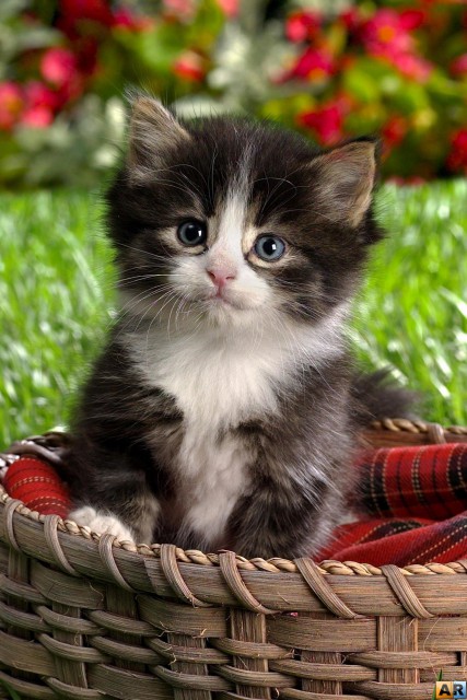 1262042741_1250792402_baby-blue-eyes_68907