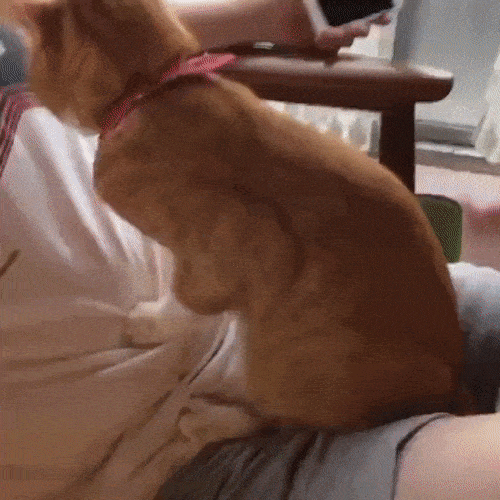 -милота-очень-мило-кот-3413299