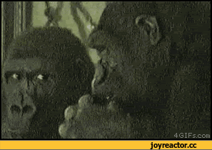 gifki-zhivnost-gorilla-obezyana-981755