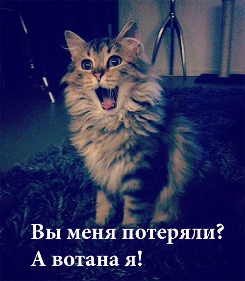 1472993849_koshki-ulybayutsya-8_xaxa-net