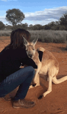 gif-кенгуру-живность-3418114