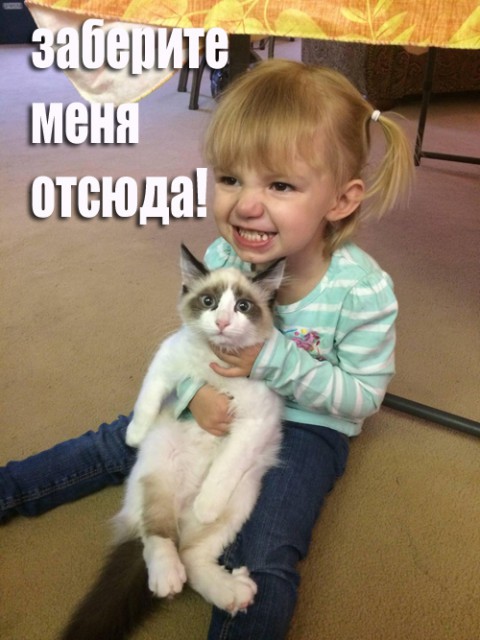 201610120004-kartinki-prikoly-kote-deti-kashamalasha-com