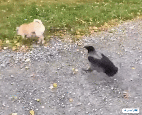 anon-Пес-анус-дернул-гифка-3420667