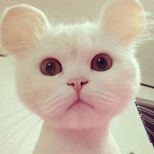 14633039_1358378914179863_5121803337371364563_n