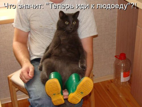 1452361822_kotomatrica-novaya-13_xaxa-net.ru