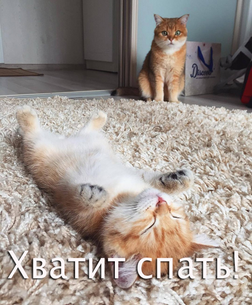 201610190005-kartinki-prikoly-mimimi-kote-kashamalasha-com