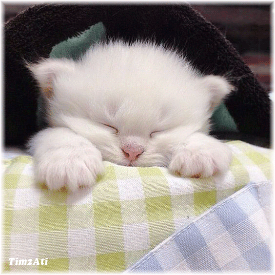 3917201db6ceac2549a891295c06a391