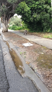 -живность-коала-тротуар-3443718