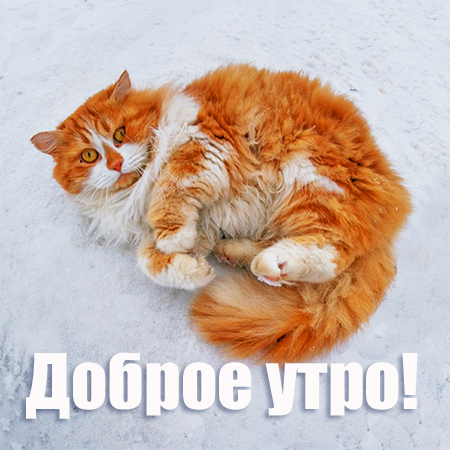 201507300028-kartinki-prikoly-mimimi-kote-sneg-ogurtsy-ispug-pryzhki-kashamalasha-com