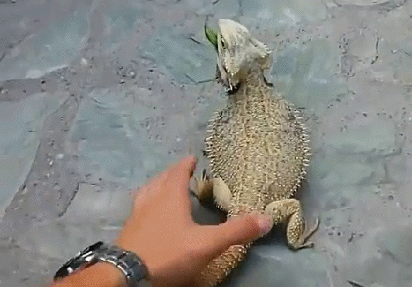 1477463080-4bcc6a3d27462e9e0e9fee12fadd133e