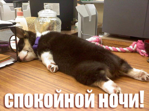 nevoobrazimyh-pozah-samyh-kartinki-koshki-sobaki-smeshnye-zhivotnye-kote_22661003810