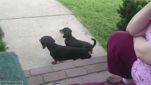 gif-таксы-охуевший-кот-Своя-атмосфера-3110120