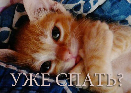 1300775739_1300738524_these_funny_animals_645_640_31