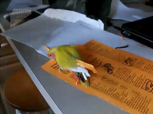 ezgif.com-video-to-gif