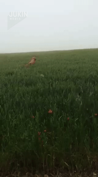 ezgif.com-video-to-gif (1)