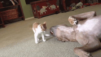 -знакомятся-с-котятами