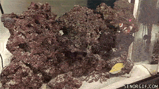 1478251256_gifs_07